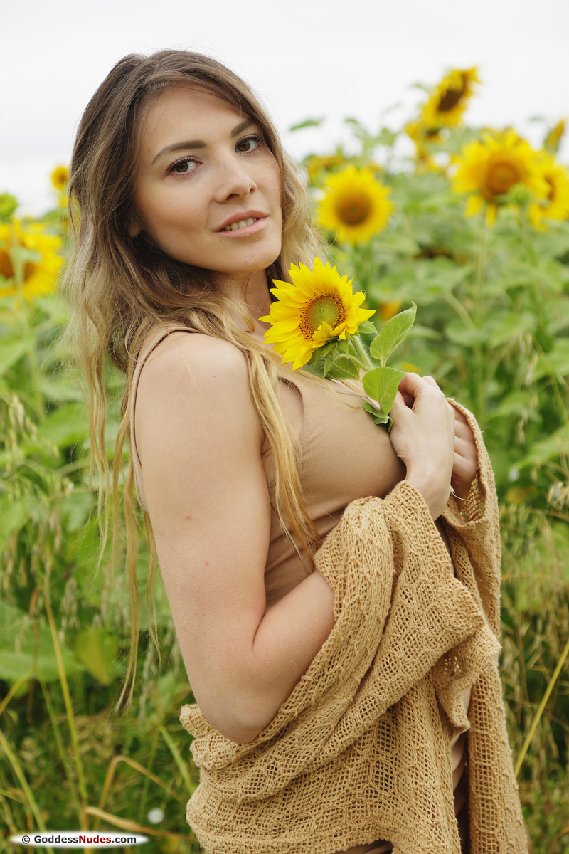 Sunflowers - 